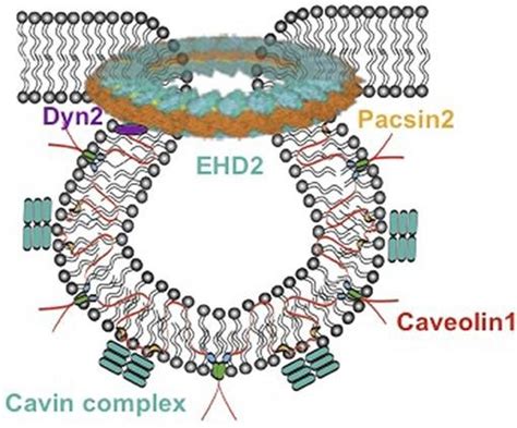 8. Cellular components of plasma membrane caveolae Caveolin 1 (Cav1)... | Download Scientific ...