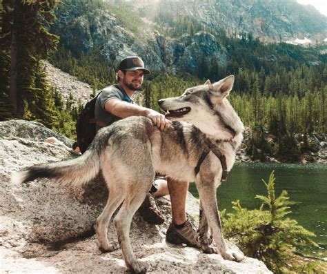 Wolf Dog Hybrid: The Honest Truth About Owning A Pet Wolf | Living Tiny With A Wolf