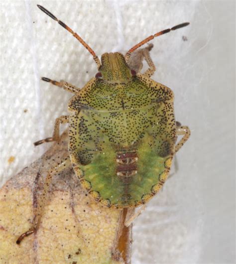 Pentatomidae, nymph - BugGuide.Net