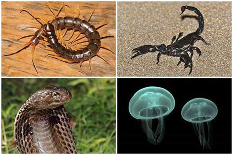 7 Dangerous or frightening animals in Thailand with Thai name