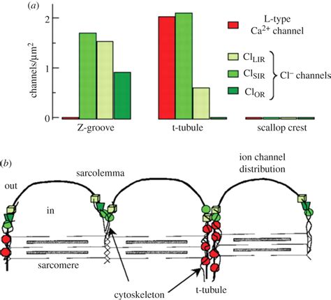 The structure and function of cardiac t-tubules in health and disease | Proceedings of the Royal ...