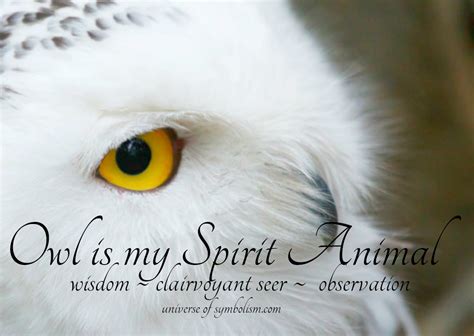 Owl Symbolism & Meaning | Owl Spirit & Totem Animal Meanings