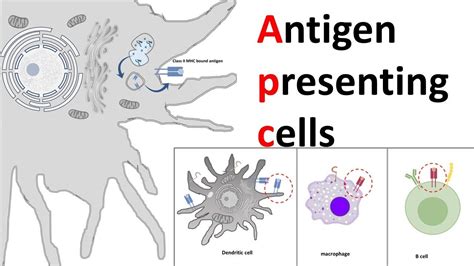 Antigen Presenting Cells (APC) - YouTube