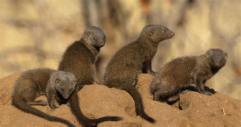 Common dwarf mongoose - Mammals - South Africa