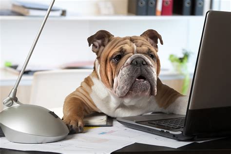 The Good and Bad of Bringing Your Pet to Work - The ONE Thing