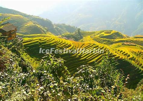 Longsheng Rice Terraces in Autumn - Longsheng Rice Terrace Photos, China