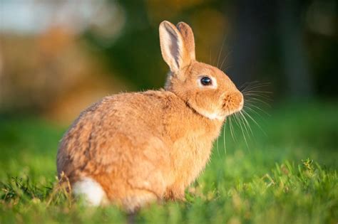 Conejos 【 Características, Tipos y Consejos 】 | Roedores Domésticos