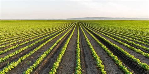 Pros and Cons of Monoculture Farming | Greentumble