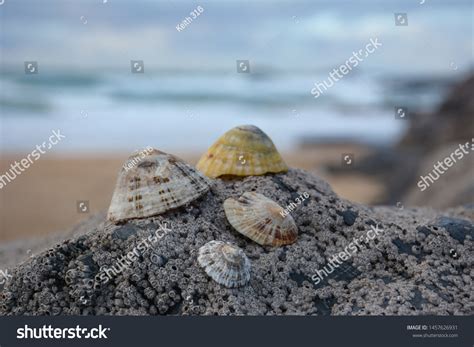 3,311 Limpet shell Images, Stock Photos & Vectors | Shutterstock