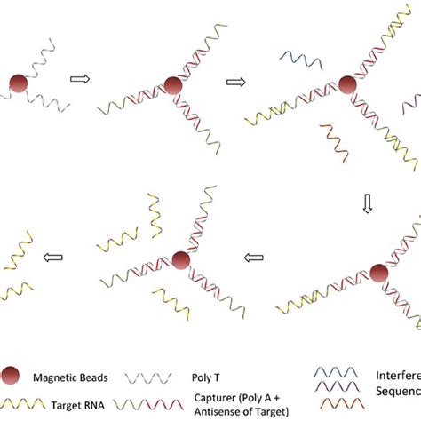 Mechanism for RNA extraction and purification via functionalized... | Download Scientific Diagram