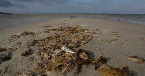 Persistent red tide still blooming in waters near Fort Myers, Naples