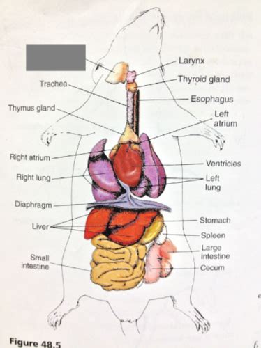 Internal Organs of Rat Flashcards | Quizlet