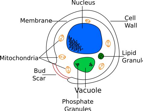 File:Yeast cell english.svg - Wikimedia Commons