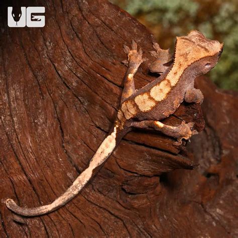 Juvenile Flame Crested Geckos (Correlophus ciliatus) For Sale ...