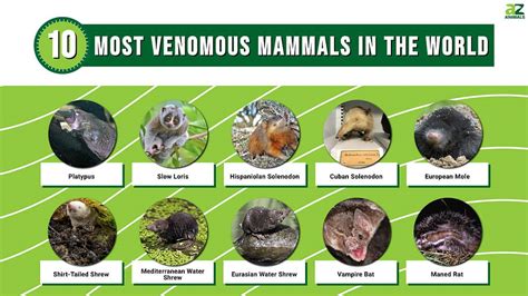 The World's 10 Most Venomous Mammals - A-Z Animals