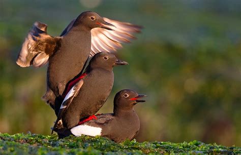 Pigeon Guillemot | Audubon Field Guide