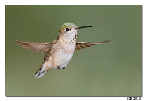 CALLIOPE HUMMINGBIRD