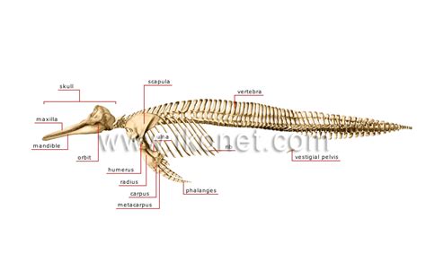 animal kingdom > marine mammals > dolphin > skeleton of a dolphin image ...