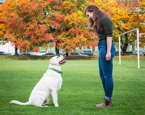 Dog trainers on dog training - BC SPCA