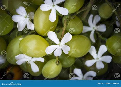 Grapes with Flowers Close Up Photo Stock Image - Image of nature, plant ...