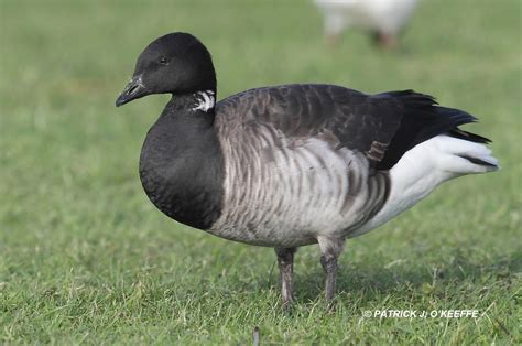 Raw Birds: BRENT GOOSE or PALE BELLIED BRENT GOOSE (Branta bernicla subspecies B. b. hrota ...