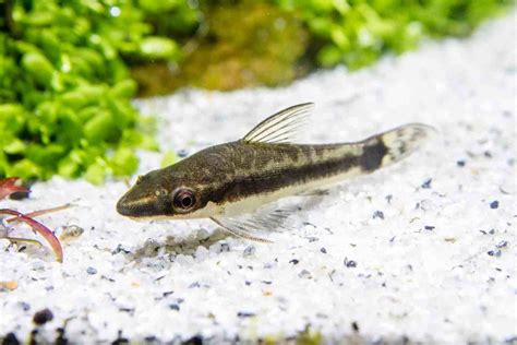 OTOCINCLUS CATFISH (OTOCINCLUS MACROSPILUS), TANK-RAISED – Goodjoseph ...