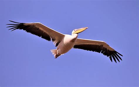 Pelican migration: A photo essay | Julian Alper | The Blogs