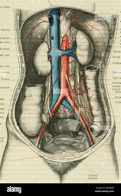 Suprarenal artery hi-res stock photography and images - Alamy