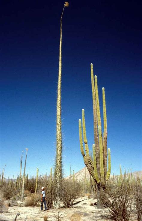 I saw the giant leaves and thought you might like this 80 foot tall ...