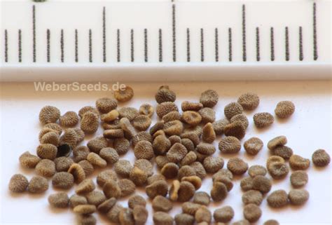 Hyoscyamus niger, Black henbane - Seeds - plants - dried herbs