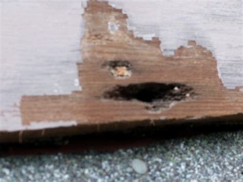 wood siding repair? - Do It Yourself - SurfTalk