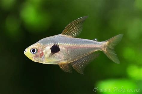 Hyphessobrycon sweglesi – Red Phantom Tetra (Megalamphodus sweglesi ...