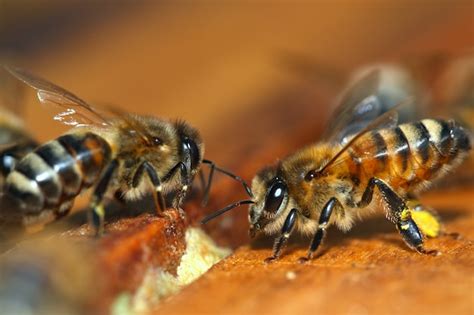 Premium Photo | Macro of honey bee