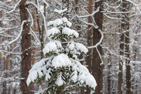 Spruce Tree Covered with Snow, Winter Forest Scene Stock Photo - Image of december, plant: 80485158