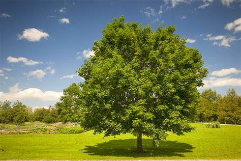 Large single maple tree on sunny summer day in green field with ...