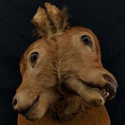 Two Faced Cow Taxidermy – SkullStore