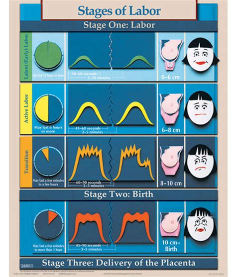 Stages and phases of labor