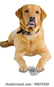 669 Dog tv remote Images, Stock Photos & Vectors | Shutterstock