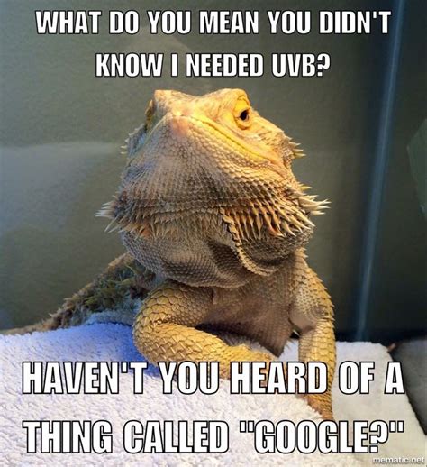 UVB - get it! #beardeddragonfunny | Baby bearded dragon, Bearded dragon funny, Bearded dragon cute