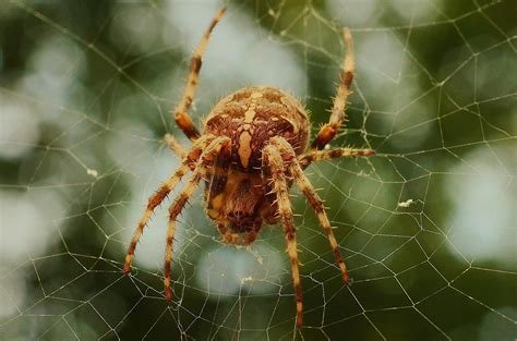 Free stock photo of cobweb, insect, spider
