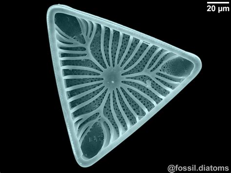 Fossil Diatoms - Home