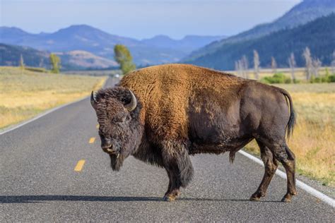 Video of Giant Bison Minding His Business at Yellowstone Is Cracking ...