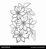 Outline Flowers For coloring Royalty Free Vector Image sketch template