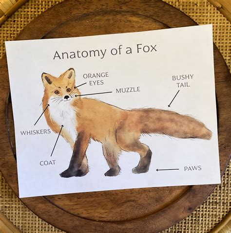 Anatomy of a Fox Worksheets Fox Unit Study Nature Education Printables - Etsy