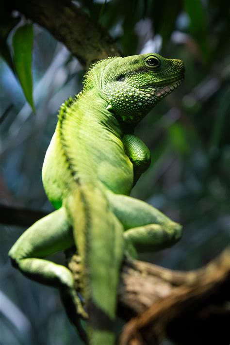 Green Chameleon · Free Stock Photo