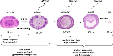 Stages of follicular maturation. Mouse follicles are depicted (not to ...