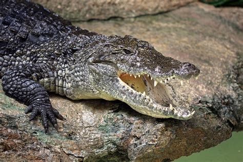 Crocodile Rock Photograph by Paul Slebodnick