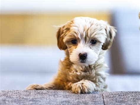 How to Create a Routine For Your Puppy | POPSUGAR Pets