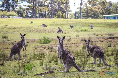 Where To See See Wild Kangaroos In Australia