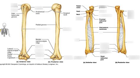 Thomas Honors Anatomy- Humerus/radius/ulna Diagram | Quizlet